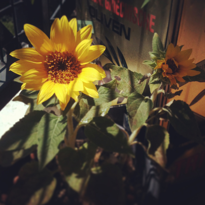 Tournesols Tournesols
