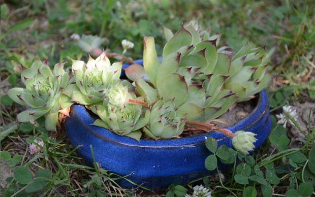 Lejardindemamaman