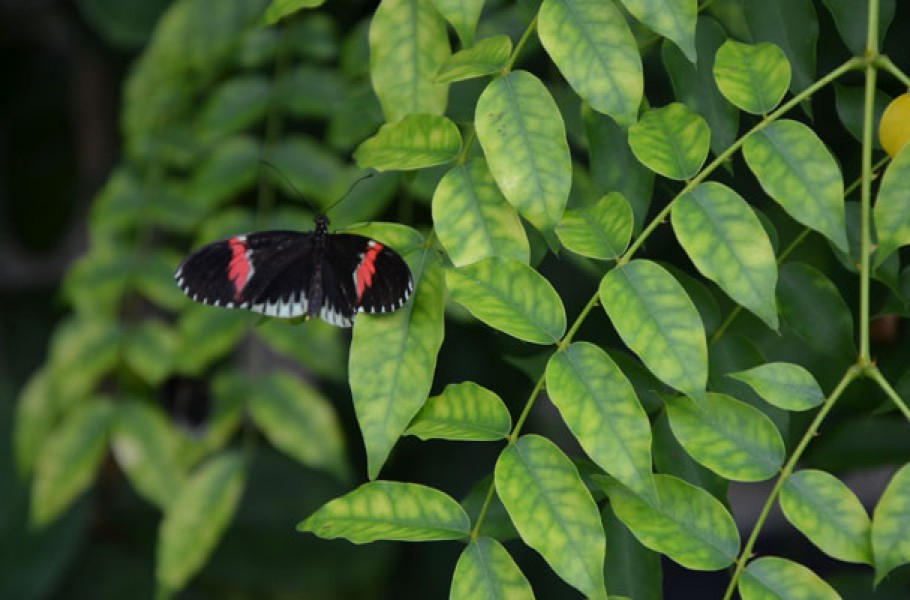 Visiter le jardin botanique de Copenhague - Visiter Copenhague