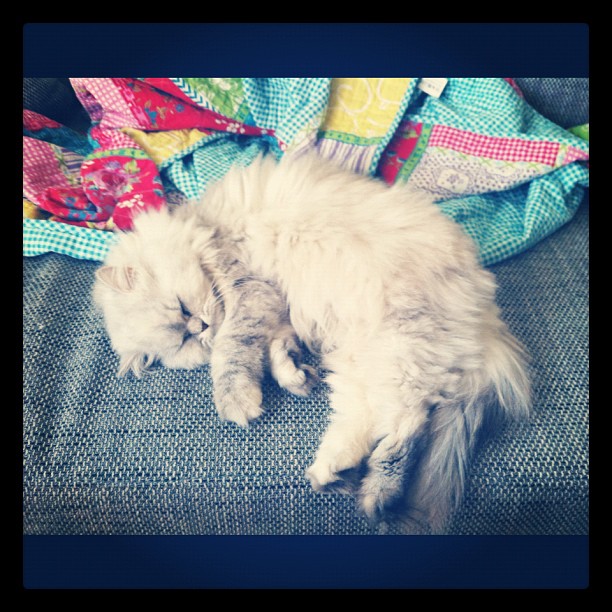 Fifi Fifi