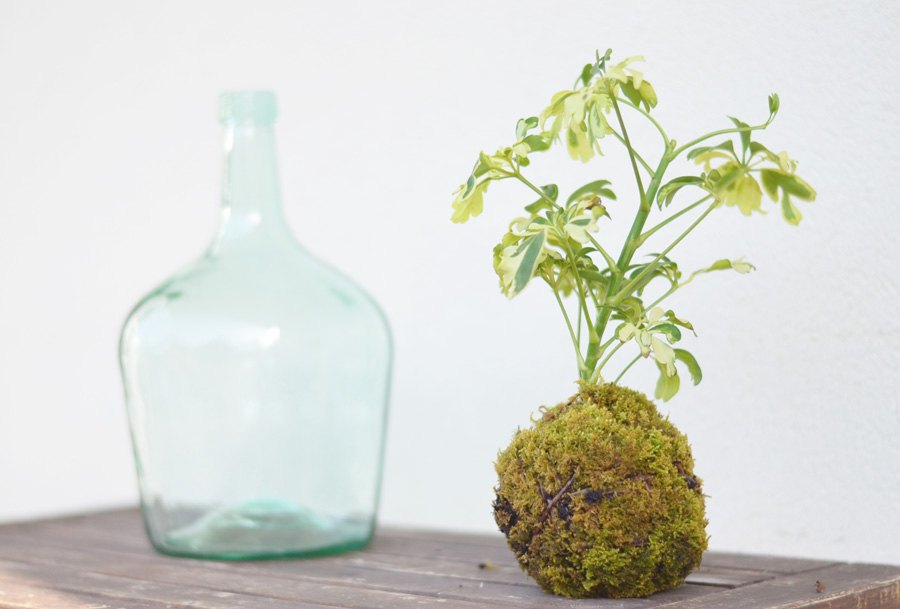 Diy kokedama