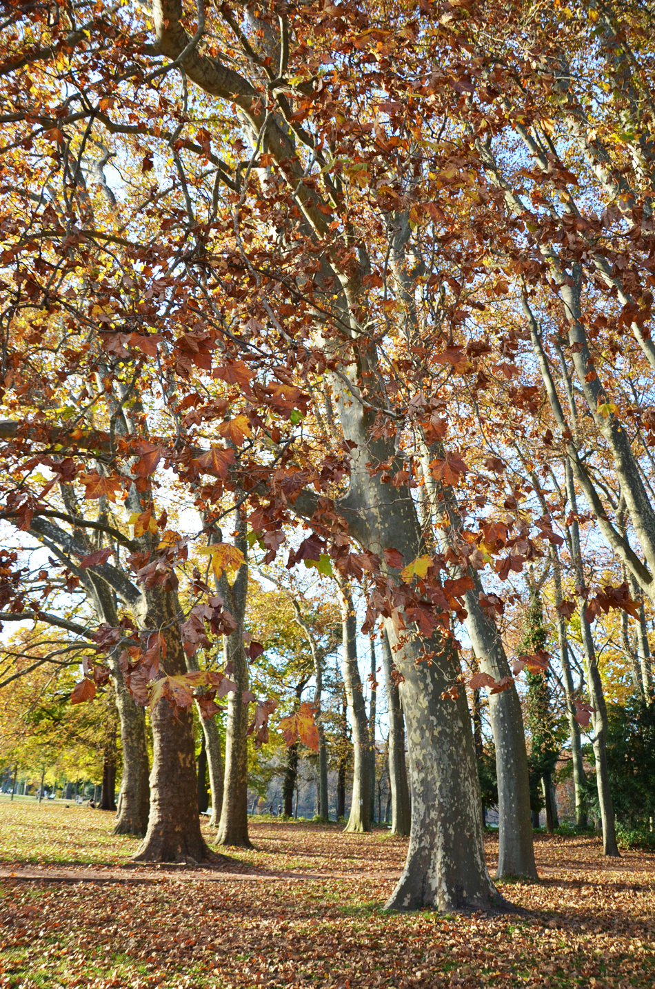 L'automne au parc de la Tête d'Or à Lyon