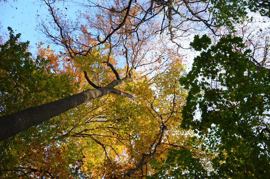 L'automne au parc de la Tête d'Or à Lyon