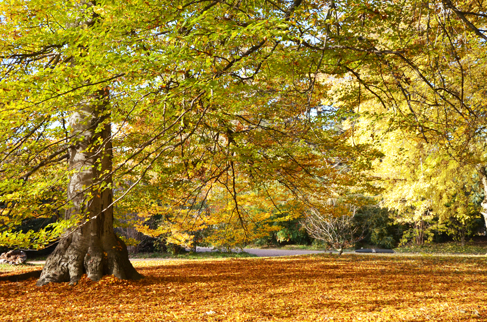 L'automne au parc de la Tête d'Or à Lyon