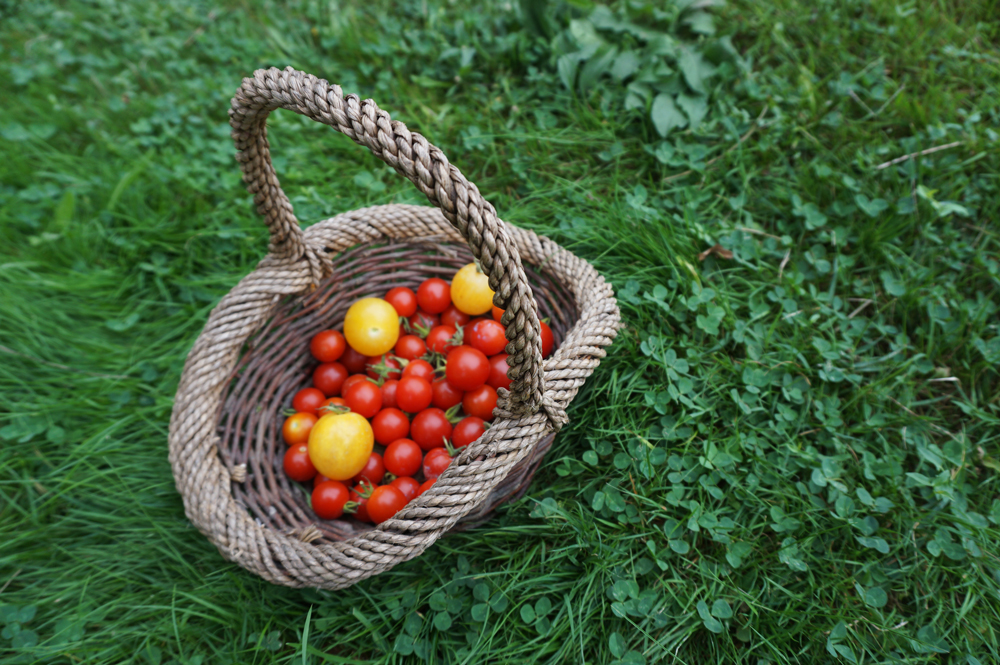 Panier de tomates du jardin