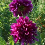 Fleurs jardin