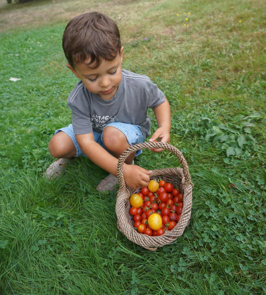 Les vacances chez mamie : la récolte de tomates cerises