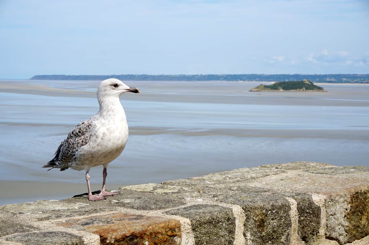 La baie du Mont-Saint-Michel