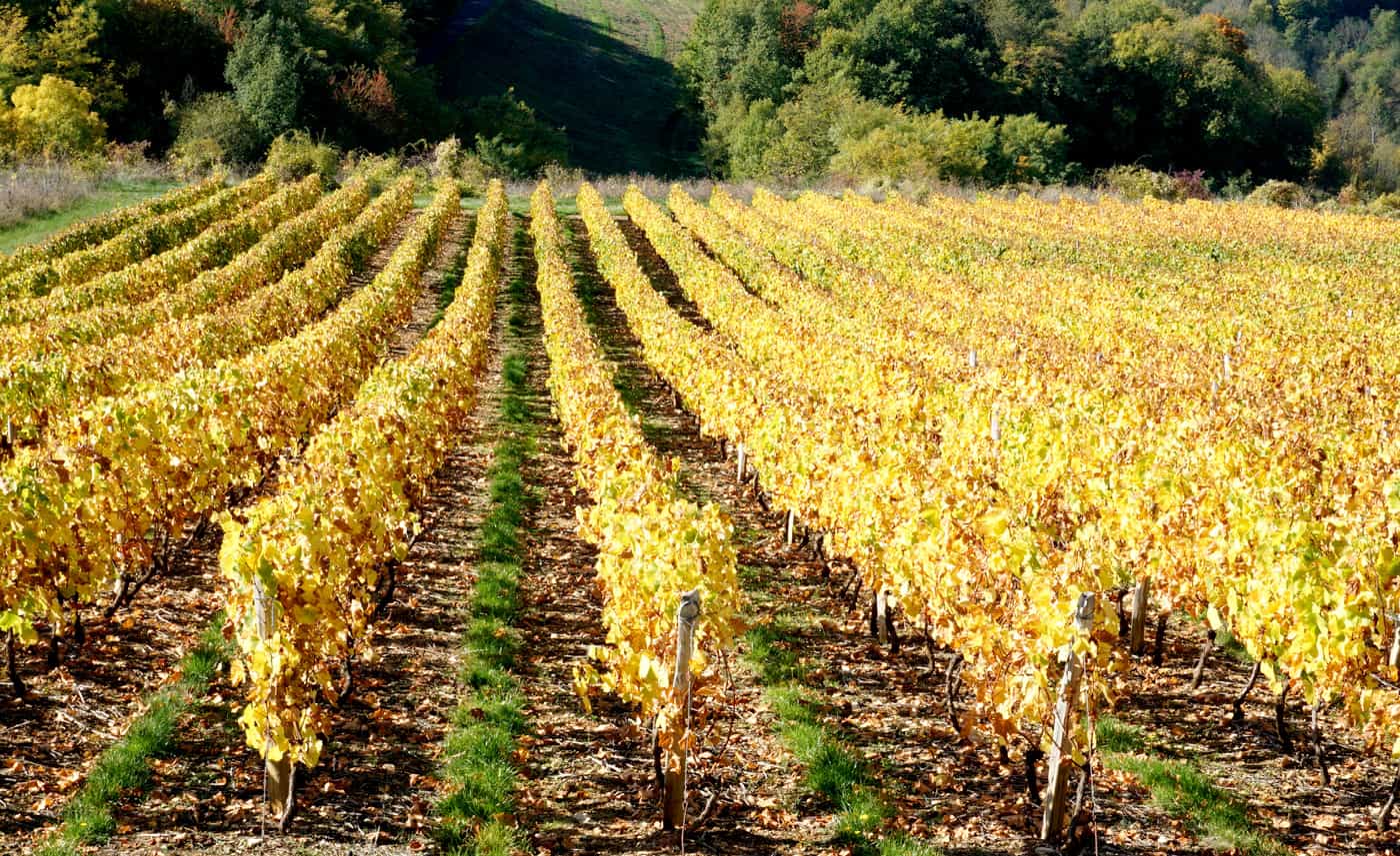 Les vignes du Beaujolais en automne