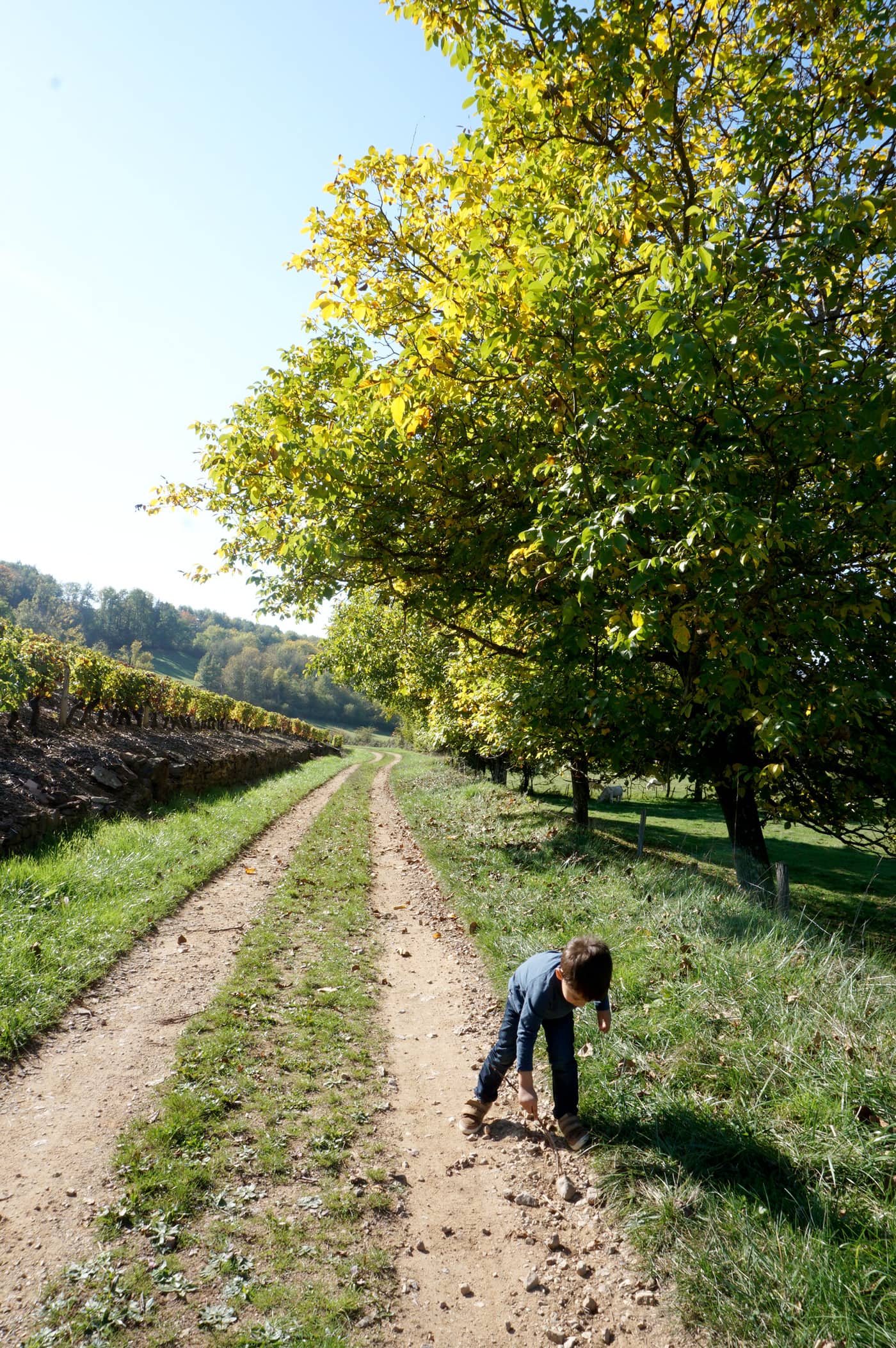 Balade autour de Lyon : le Beaujolais en automne