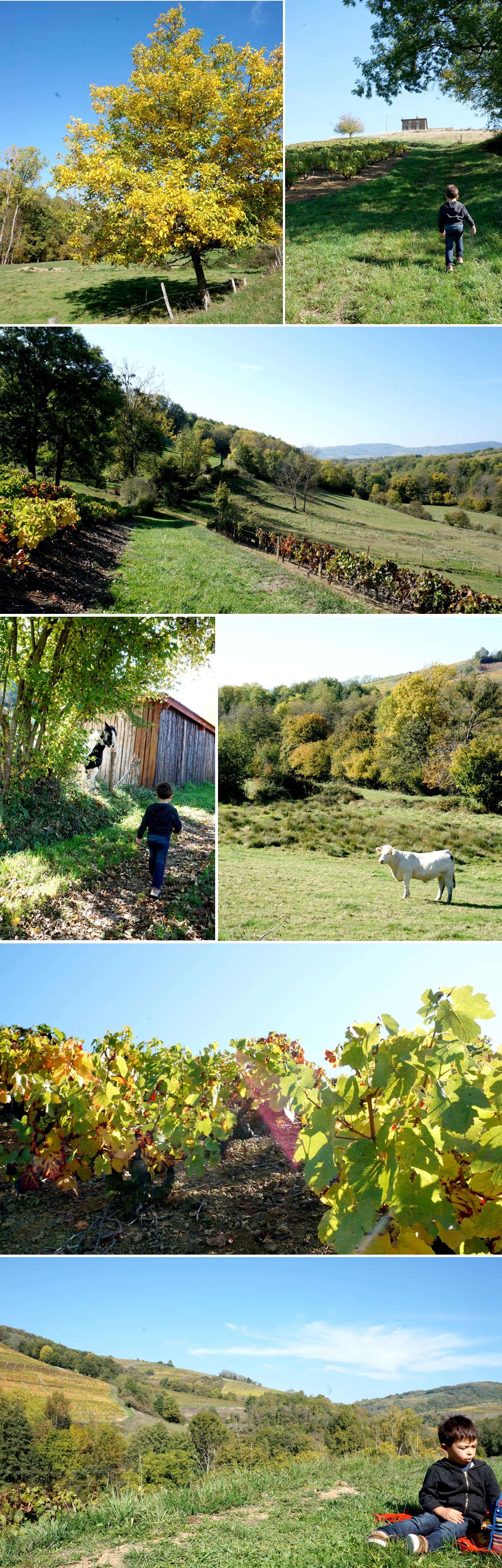 Balade autour de Lyon : le Beaujolais en automne