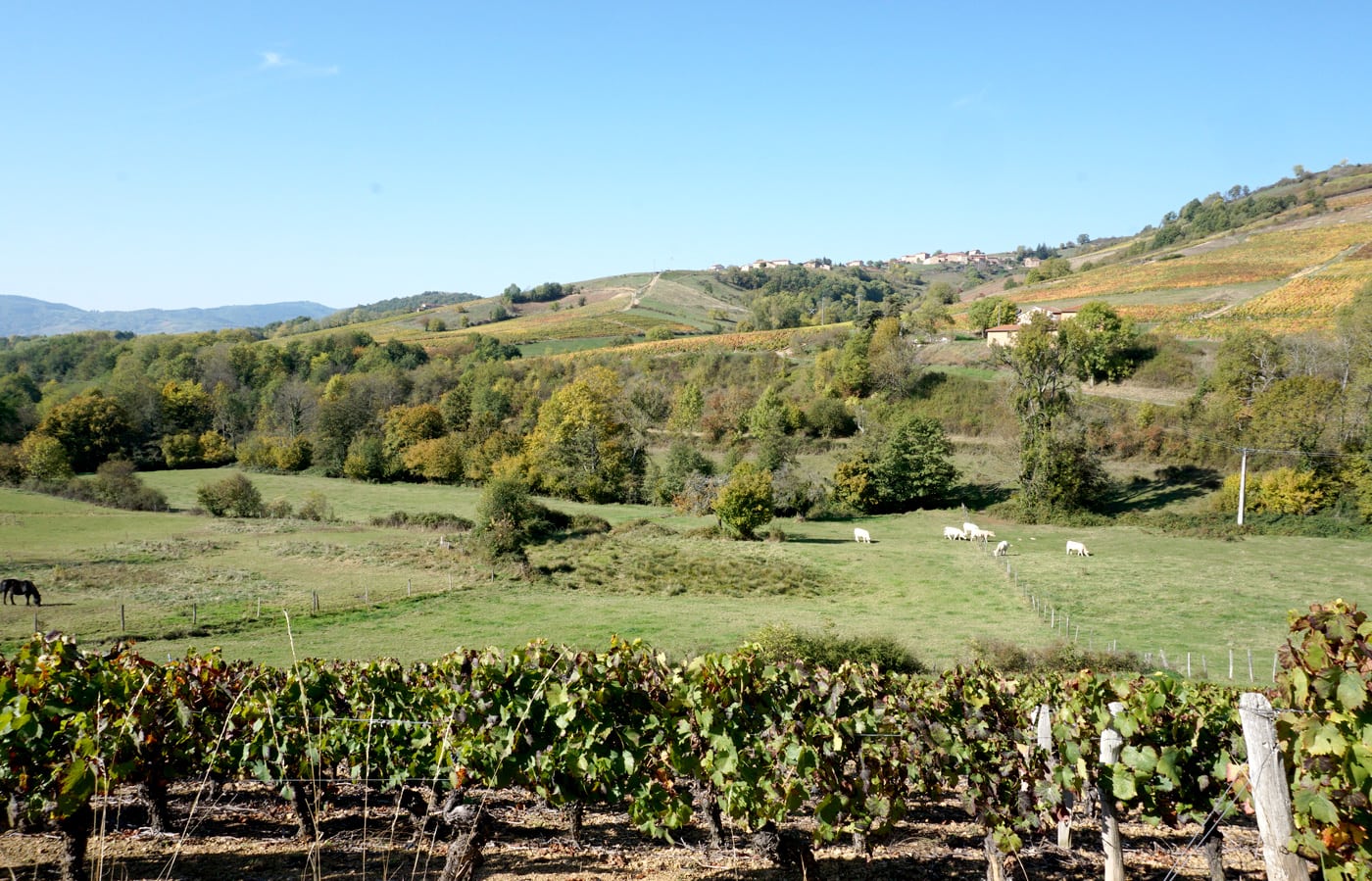 Balade autour de Lyon : le Beaujolais en automne