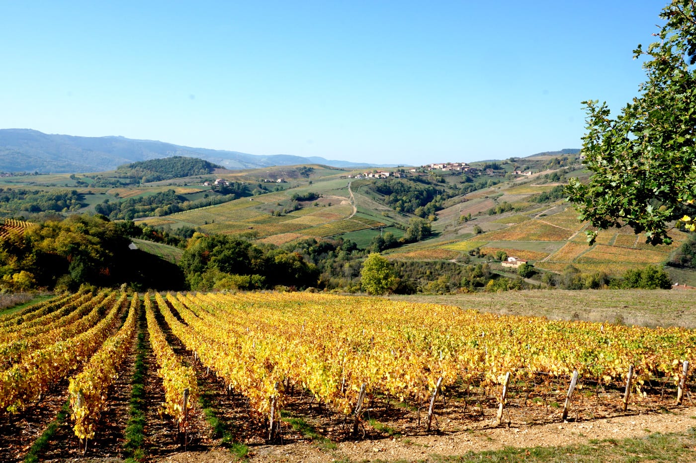 Le beaujolais en automne