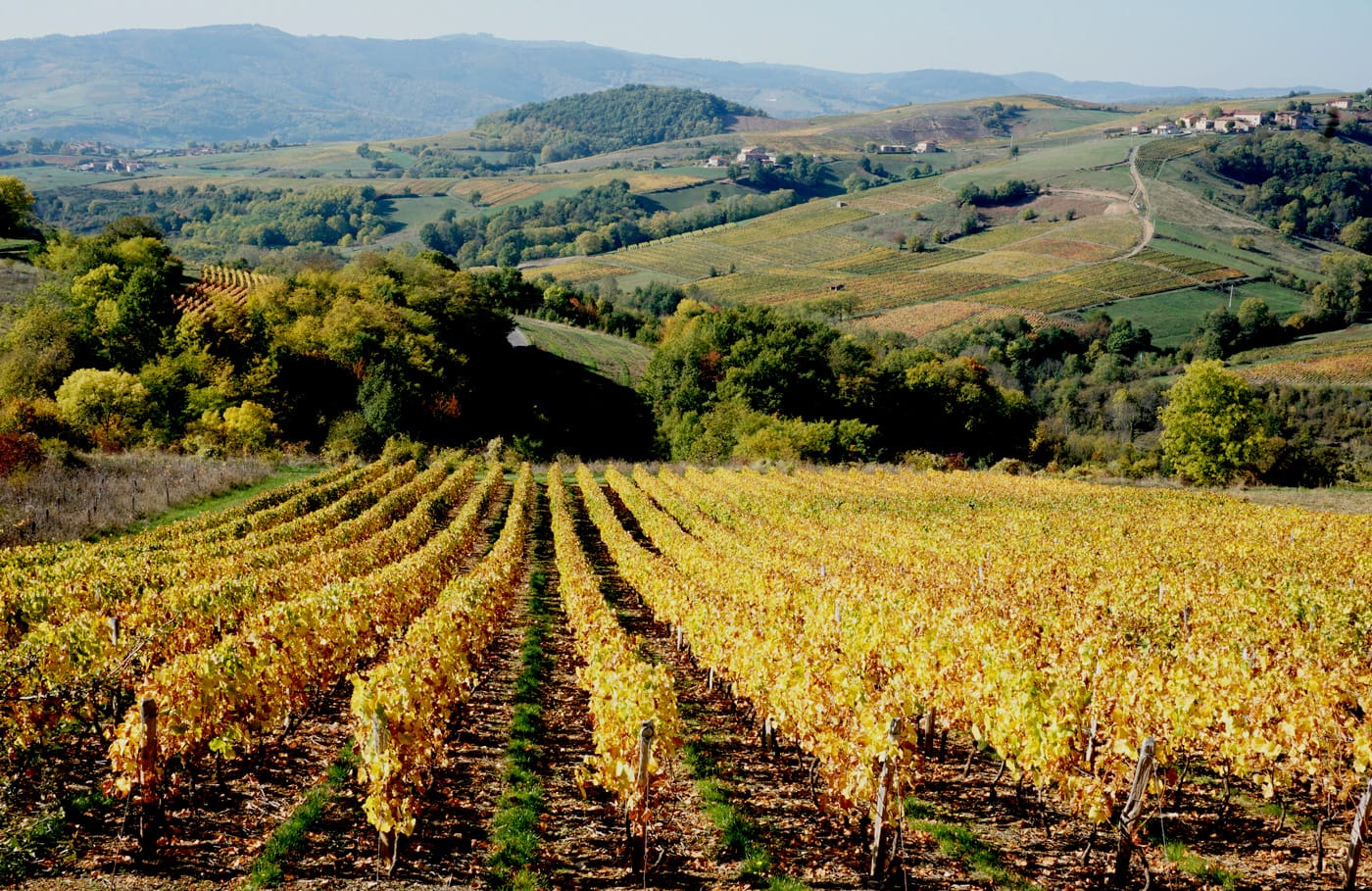 Balade autour de Lyon : le Beaujolais en automne