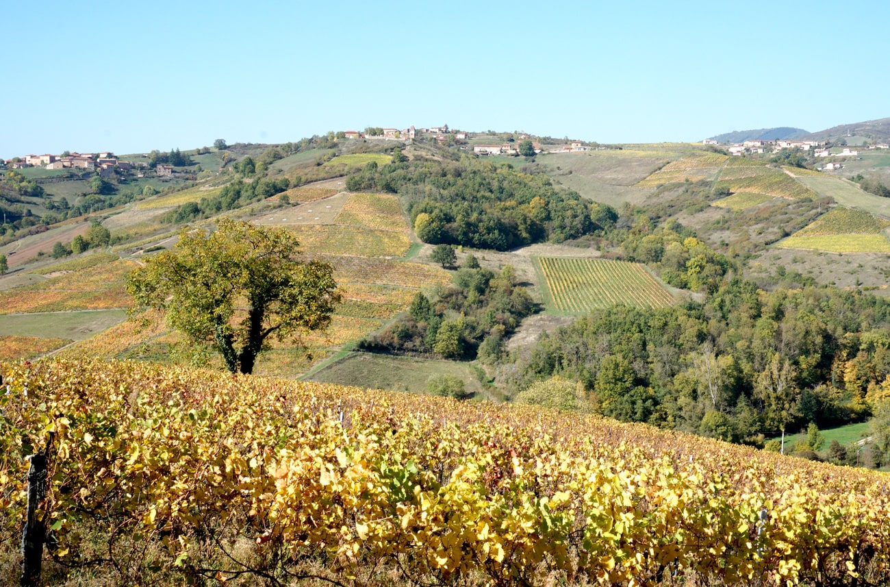 Balade autour de Lyon : le Beaujolais en automne