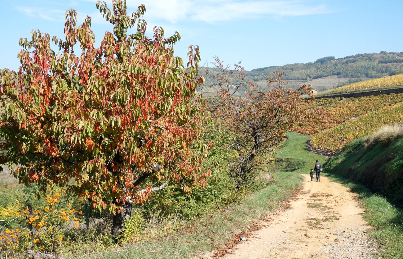 Balade autour de Lyon : le Beaujolais en automne