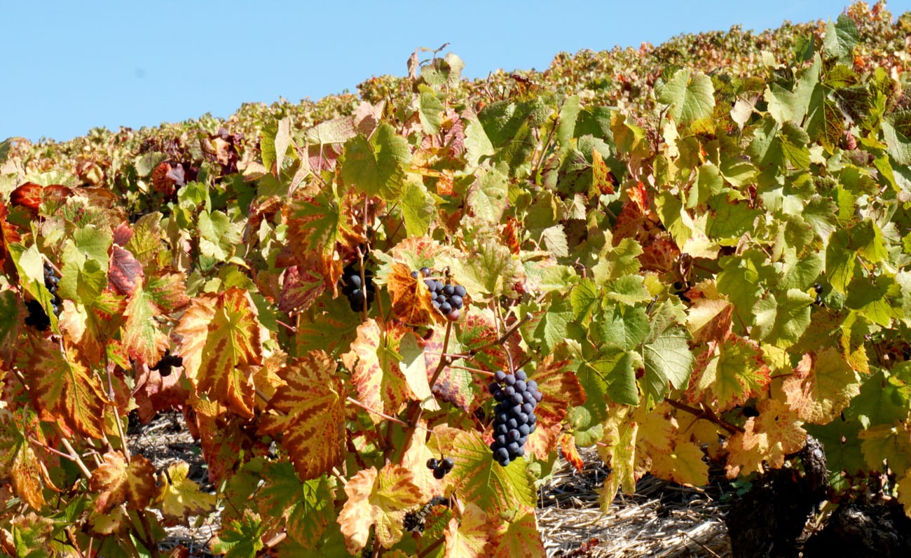 Balade autour de Lyon : le Beaujolais en automne