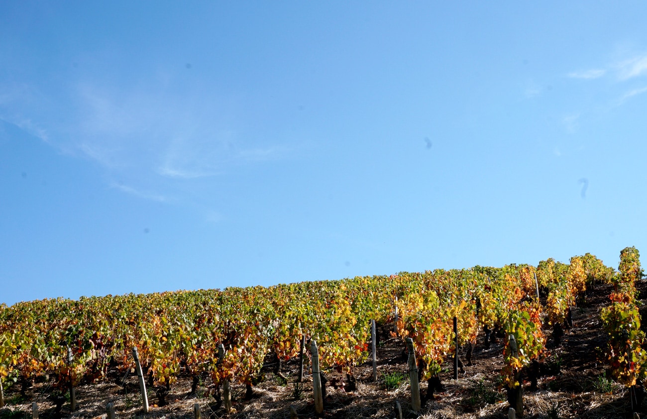 Balade autour de Lyon : le Beaujolais en automne