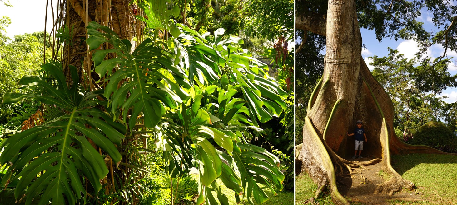 Fromager et Monstera au jardin botanique de Deshaies