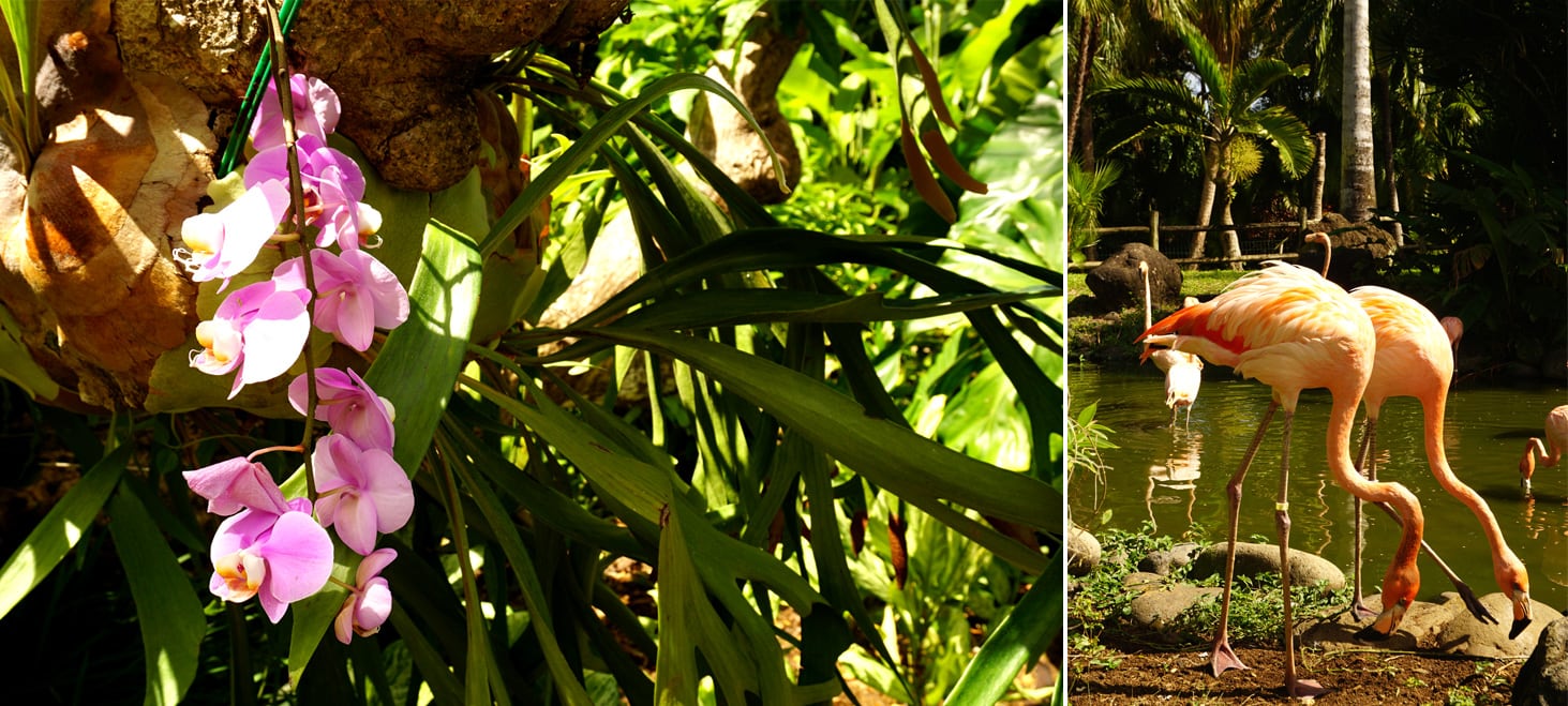 Que faire en Guadeloupe : le jardin botanique de Deshaies