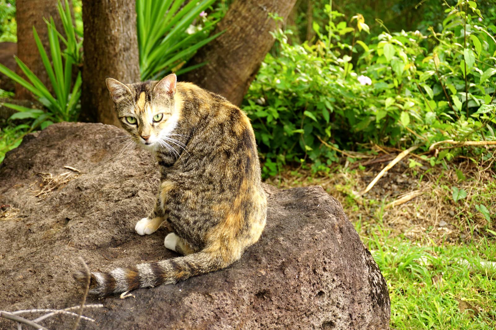 Chat guadeloupe