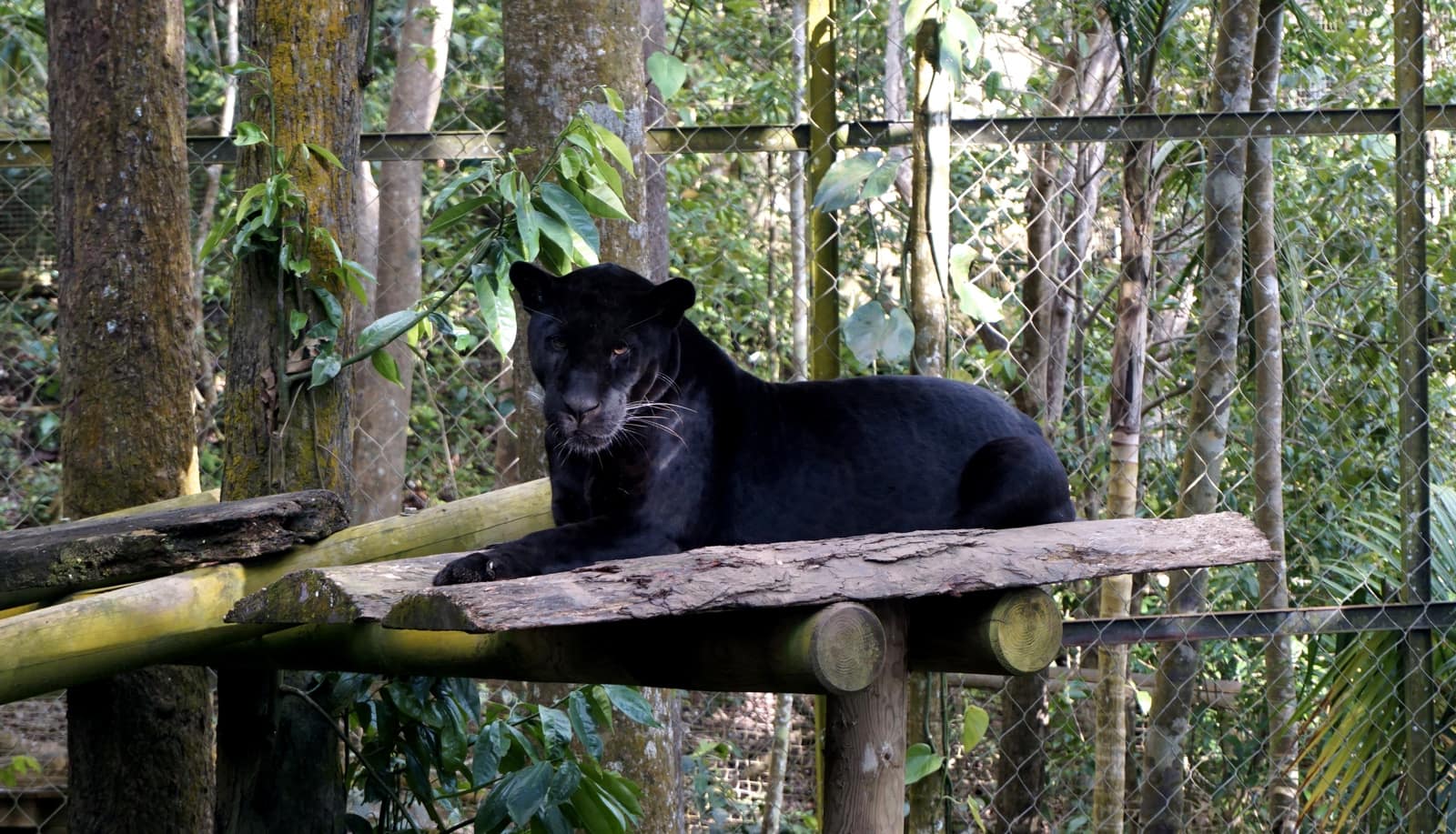 Parc des Mamelles Guadeloupe : jaguar noir