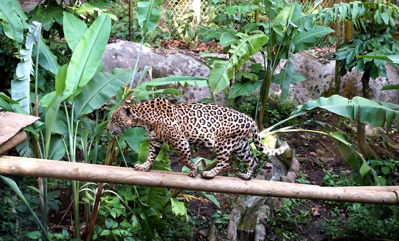 Parc des Mamelles Guadeloupe : jaguar 