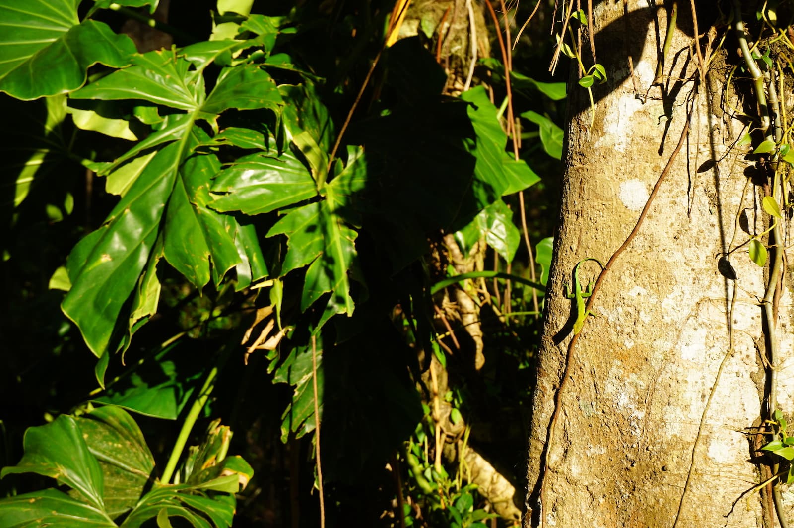 La jungle luxuriante de Basse-Terre en Guadeloupe