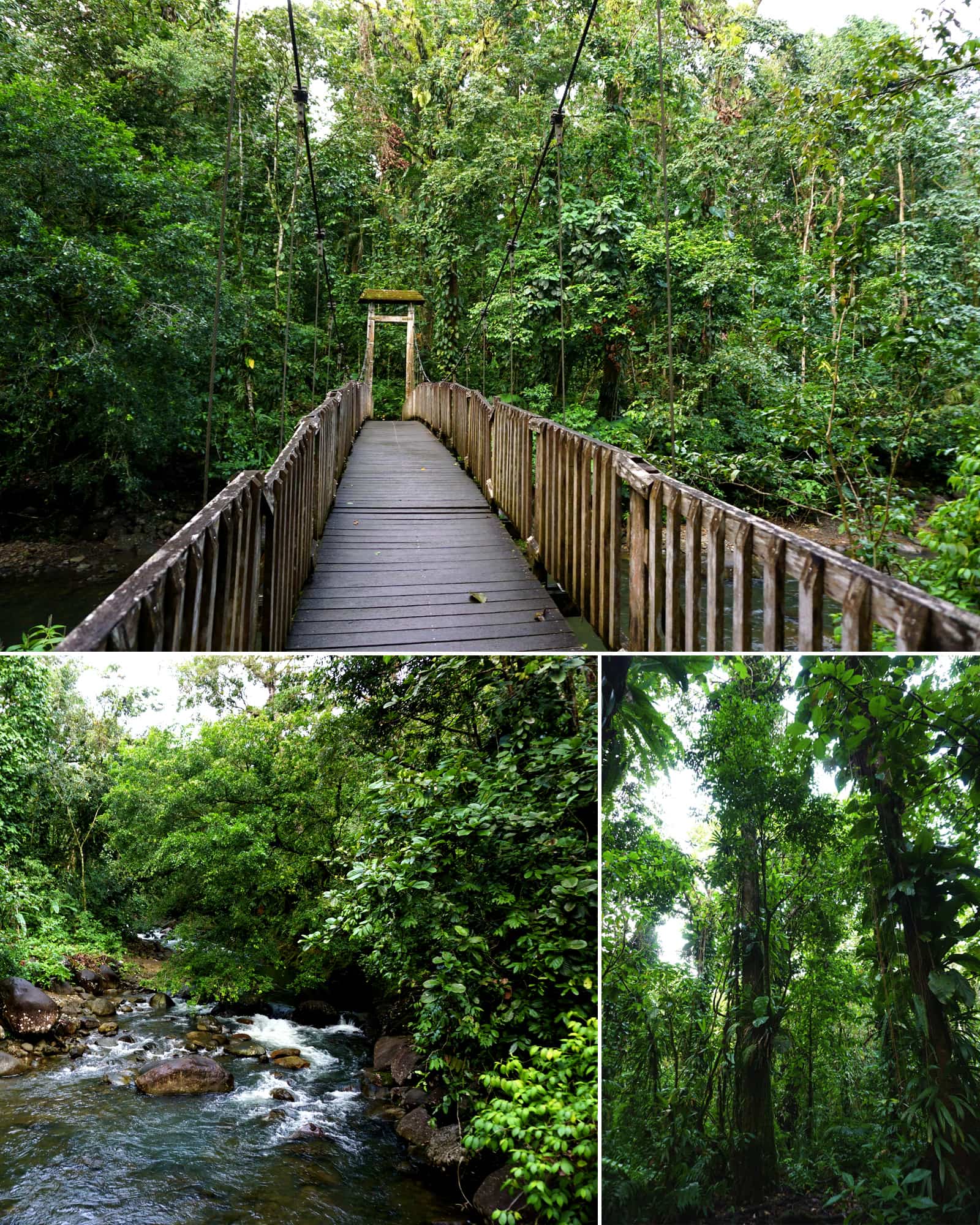 Quoi faire à Basse-Terre en Guadeloupe : la Maison de la forêt, une balade déconseillée aux enfants