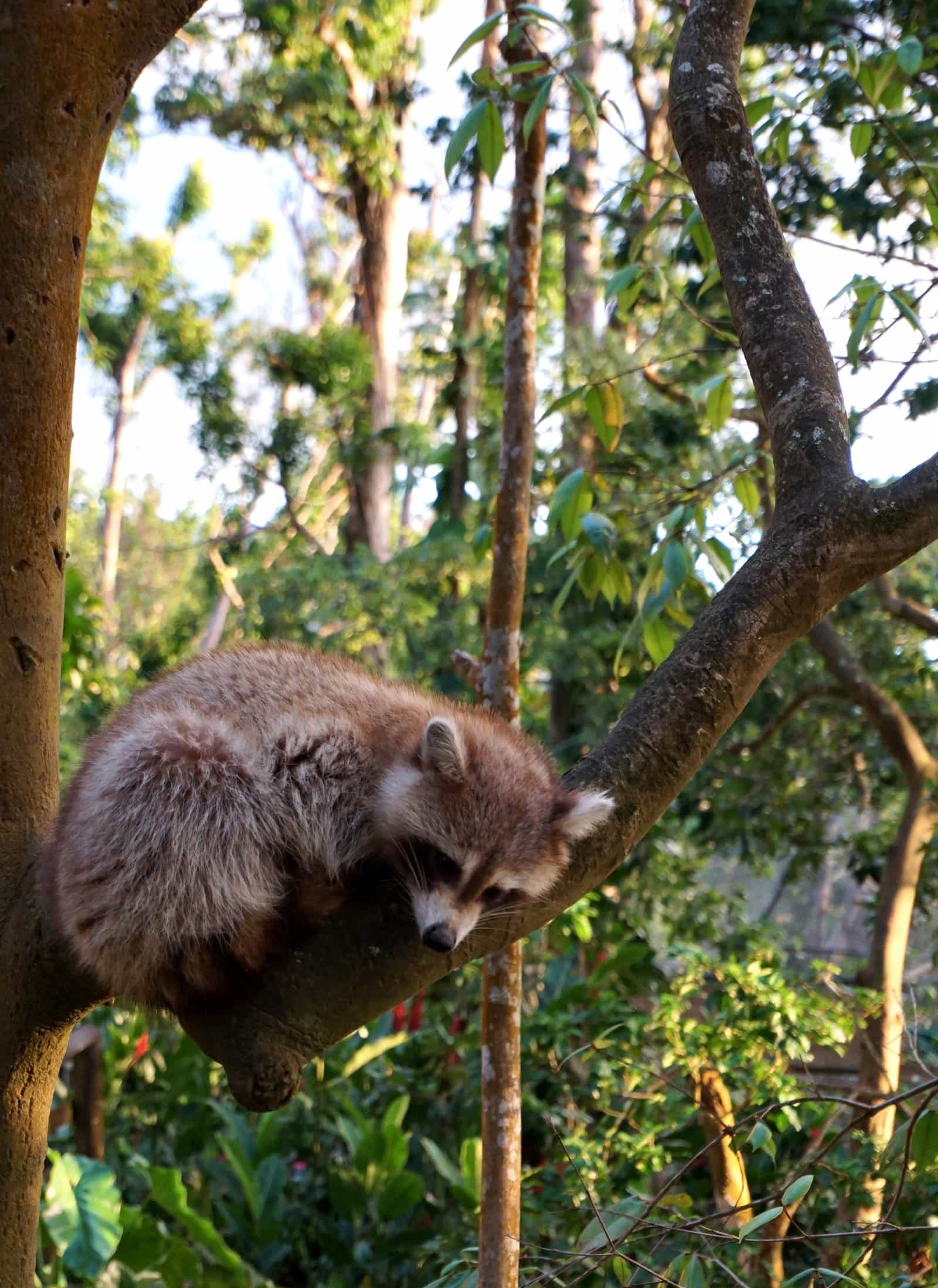 Un racoon qui dort dans un arbre au parc des Mamelles