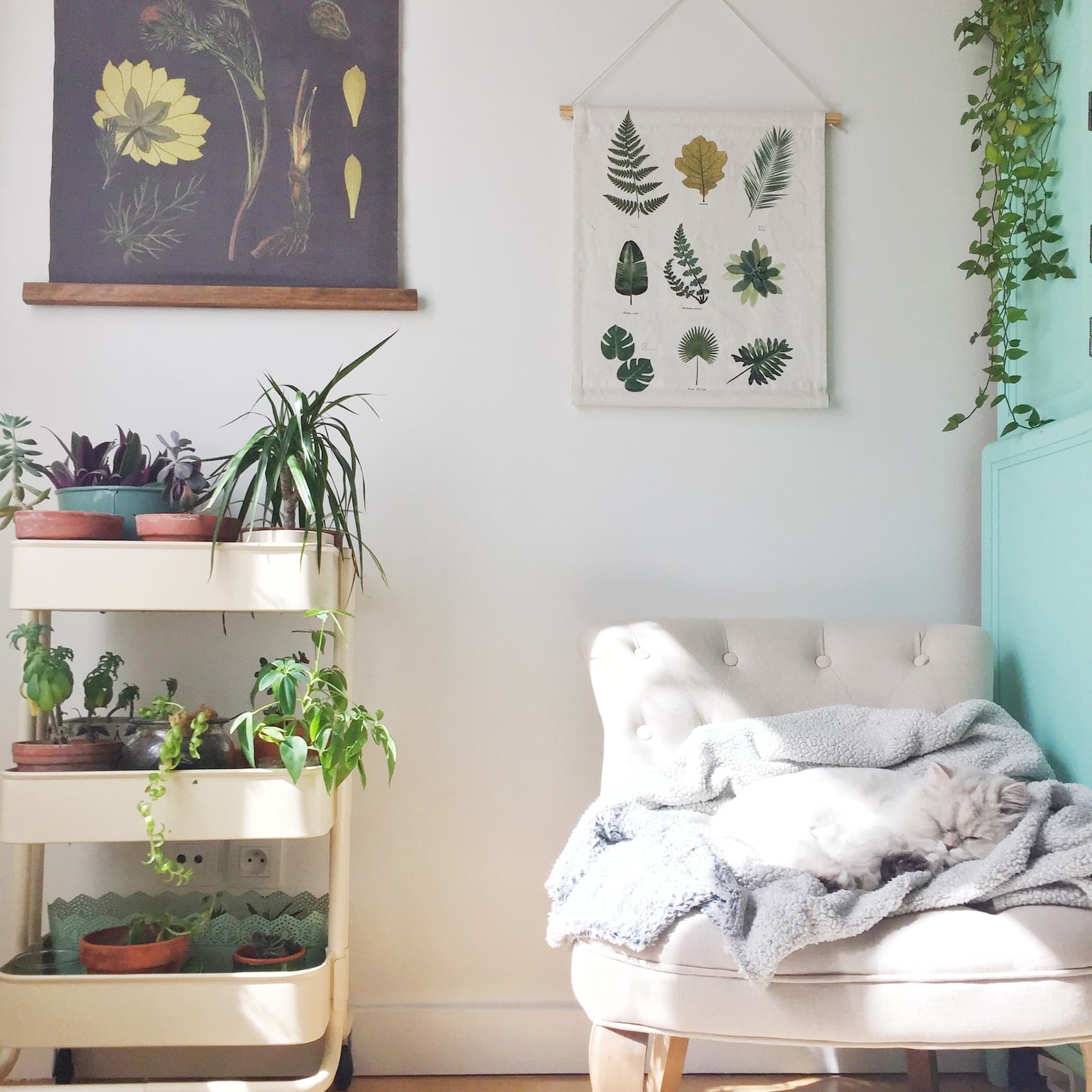 Mon lagom : mon bureau, ma déco, mes anti-stress : caresser mon chat, faire rentrer la nature et m'occuper de mes plantes vertes - Blog lifestyle 