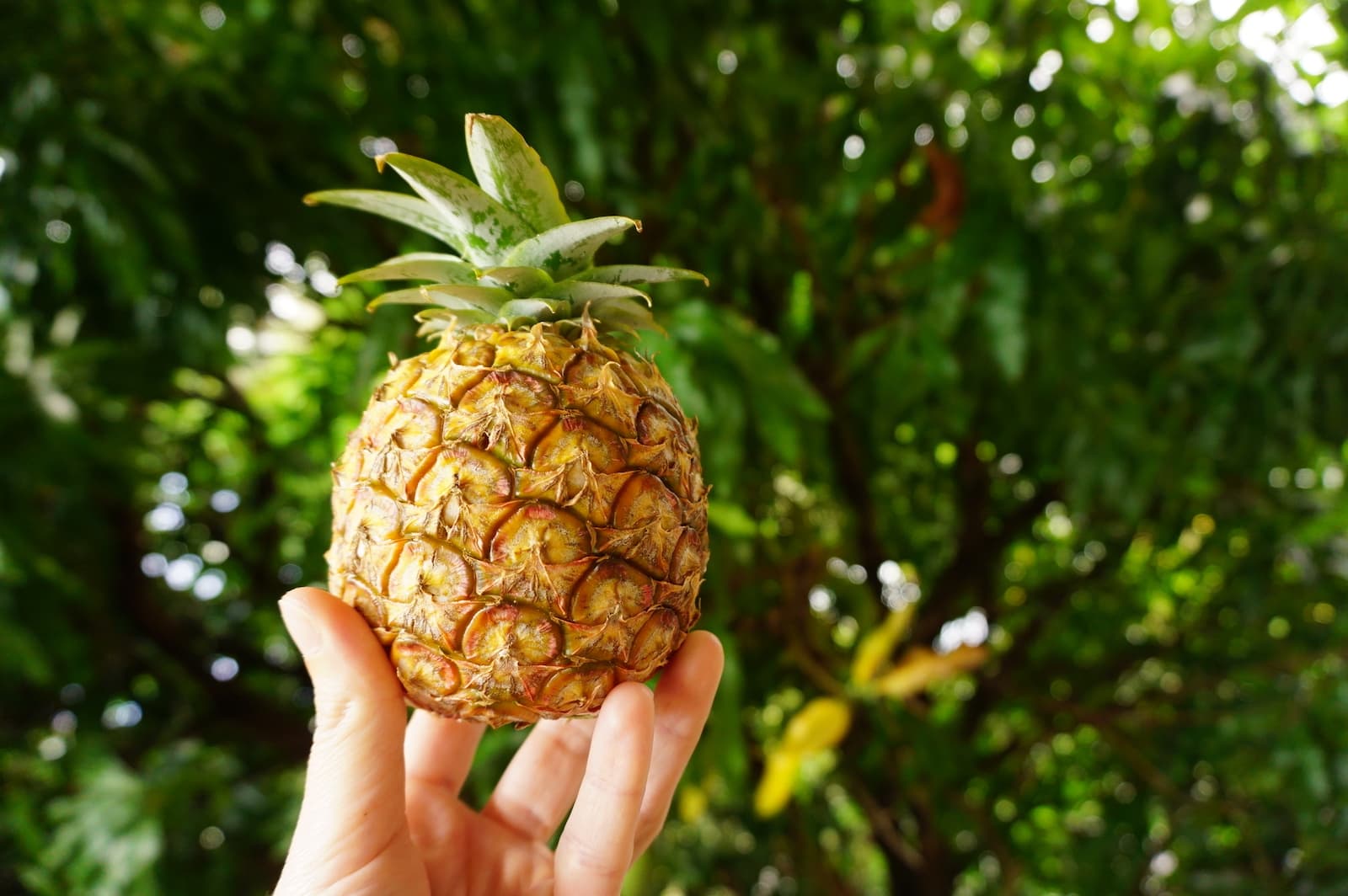 Voyage en Guadeloupe : où faire ses courses, quoi manger ?