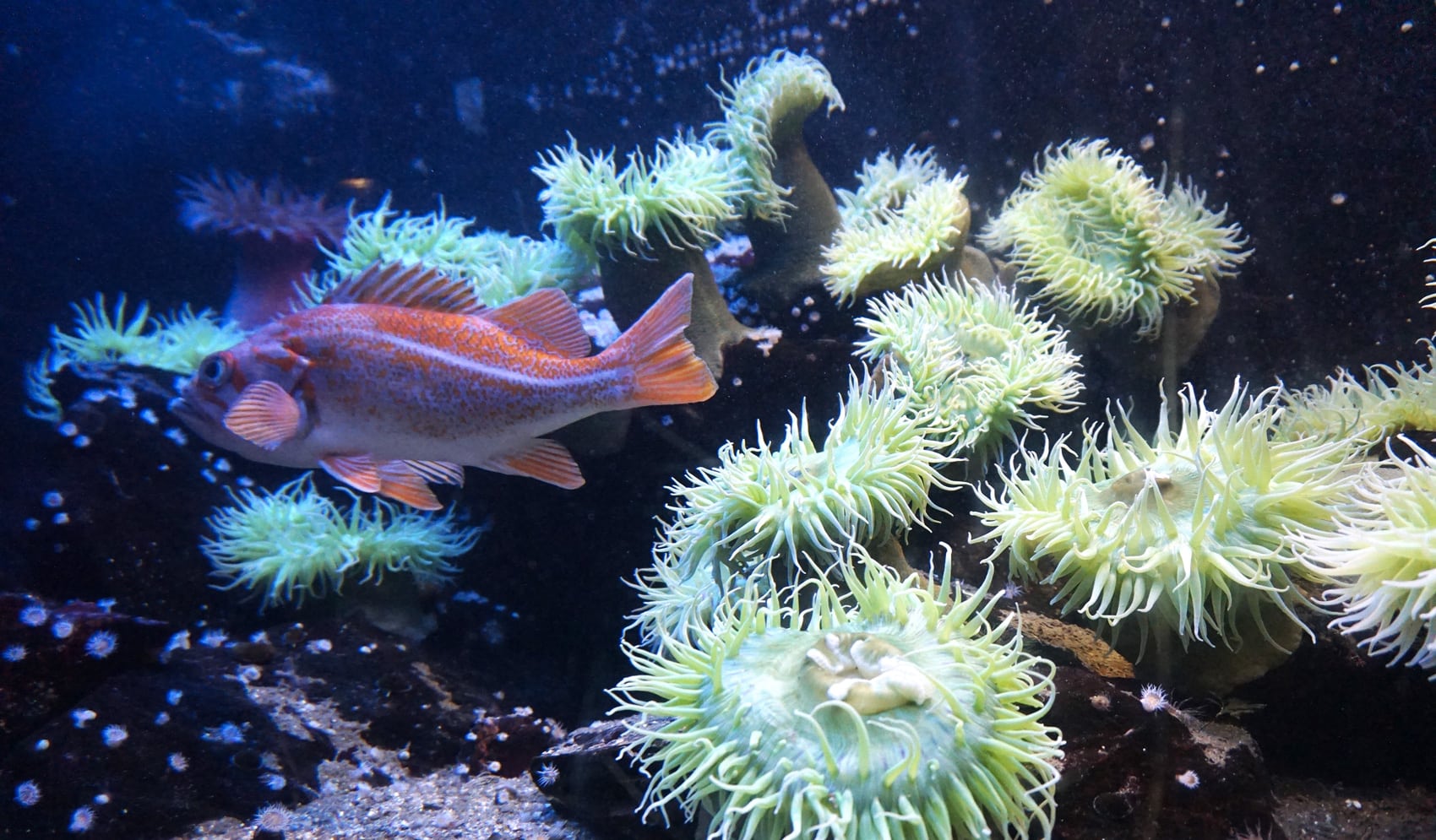 Aquarium Saint-Malo