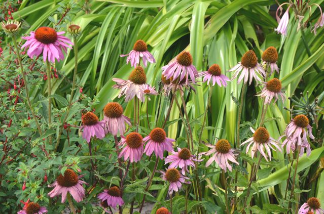 Copenhague jardin botanique