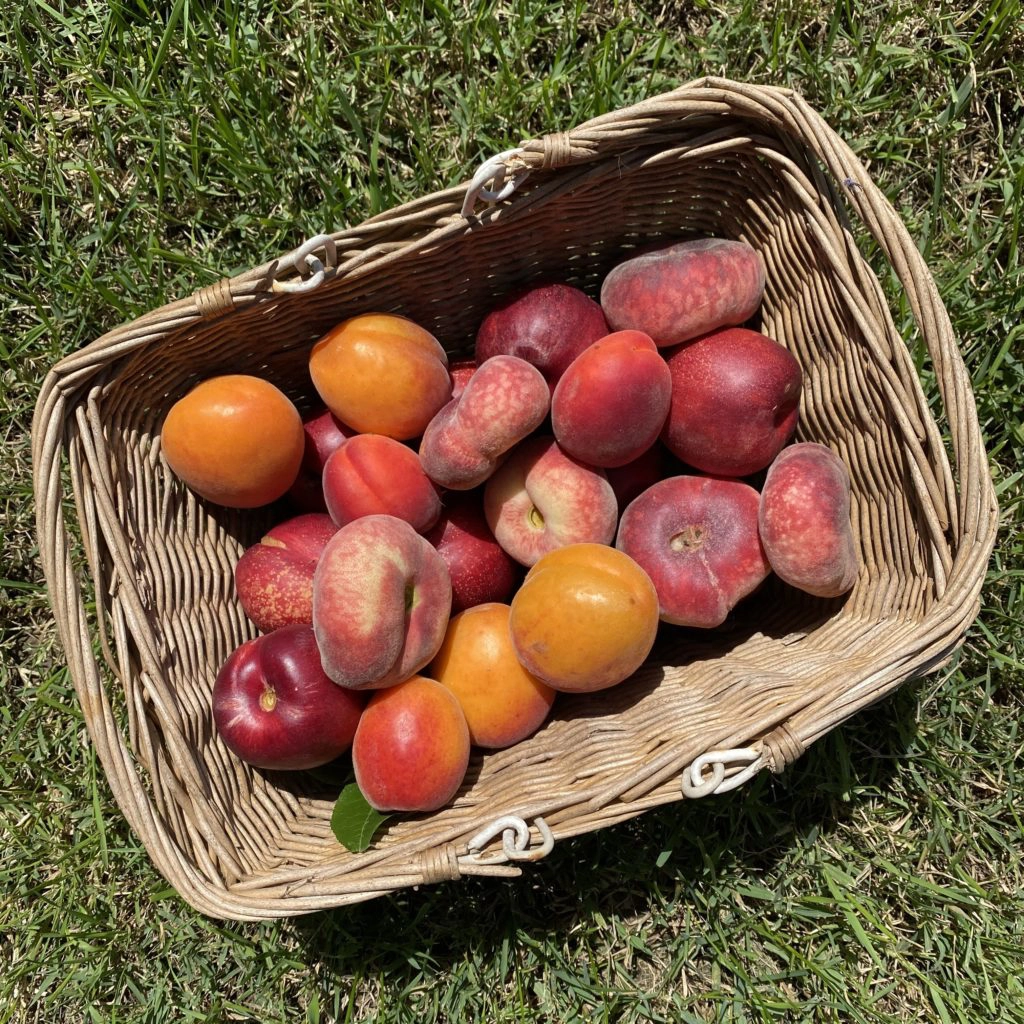 panier fruits locaux