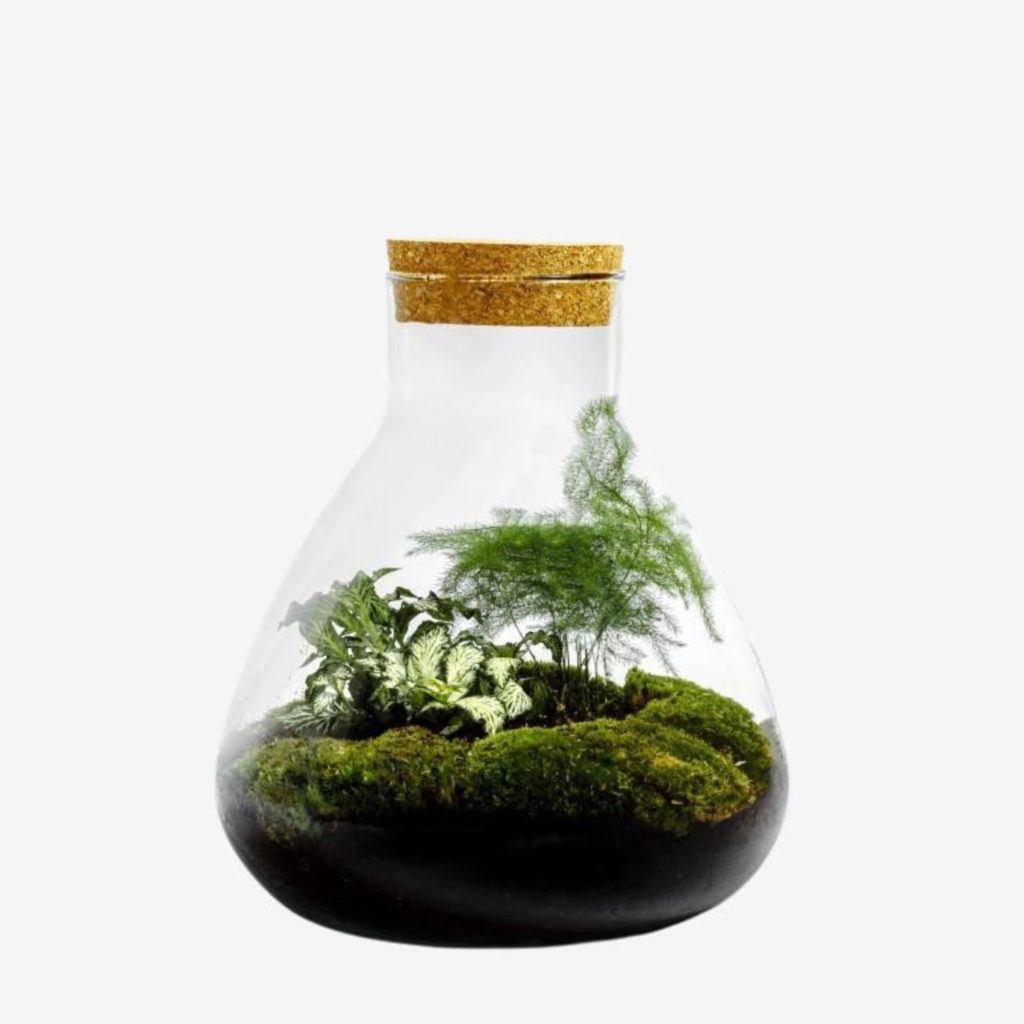 idee cadeau terrarium