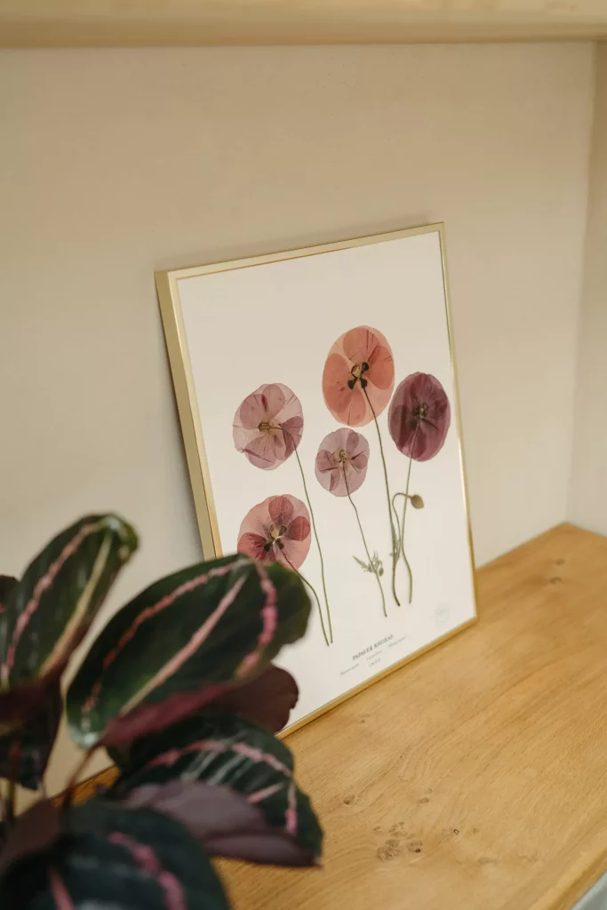 herbier coquelicot fleur sechee herbarium