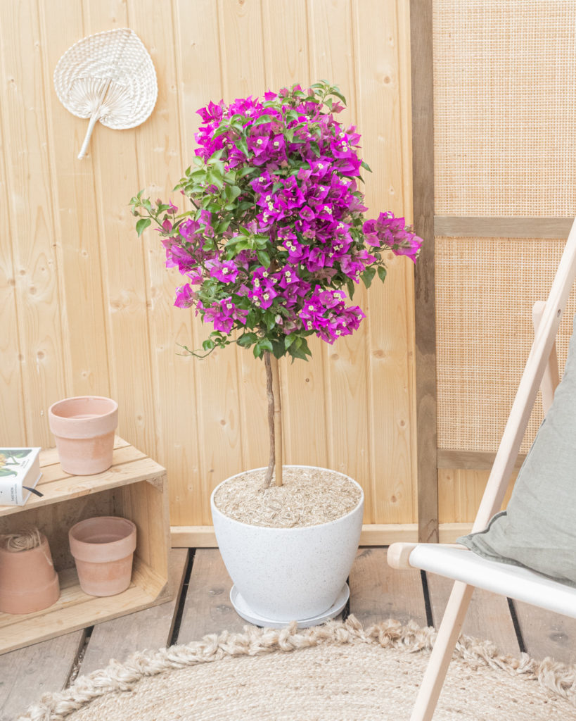 bougainvillier livraison plante bergamotte