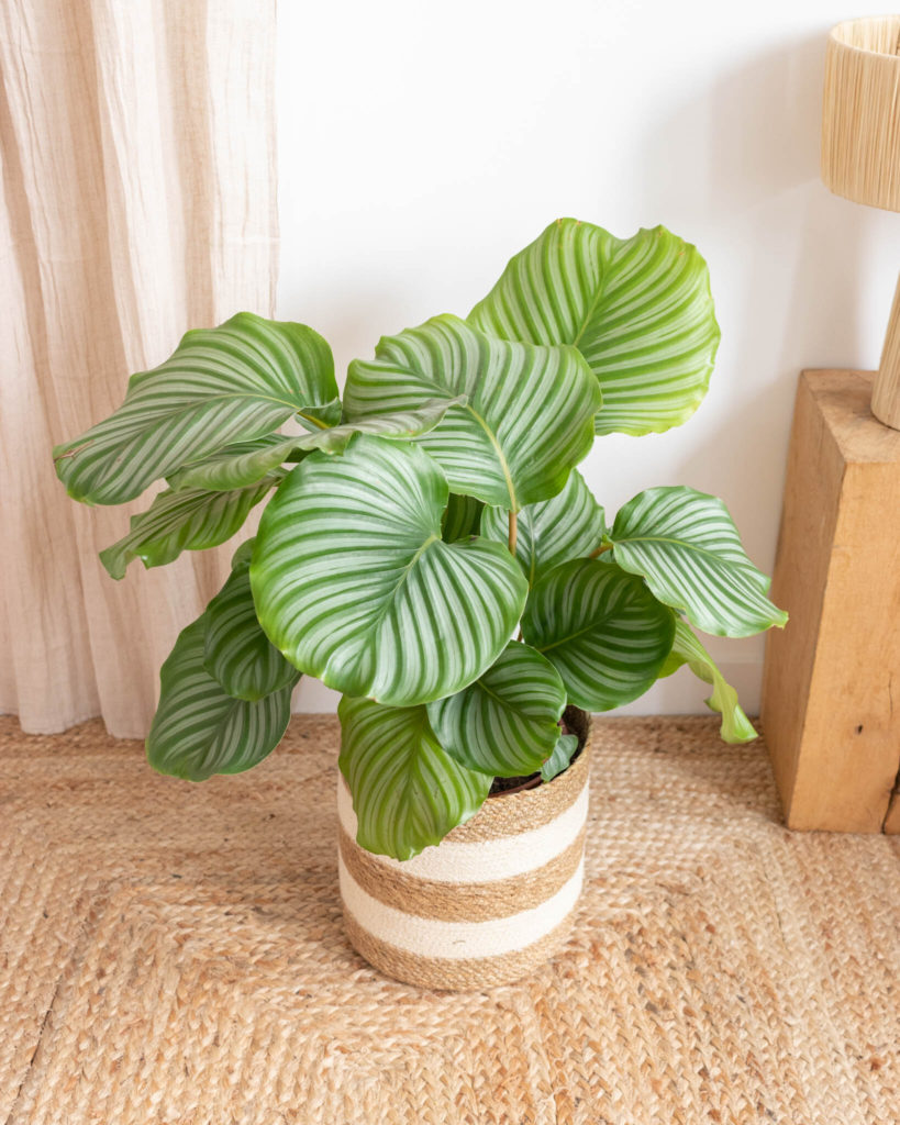 calathea livraison plante bergamotte