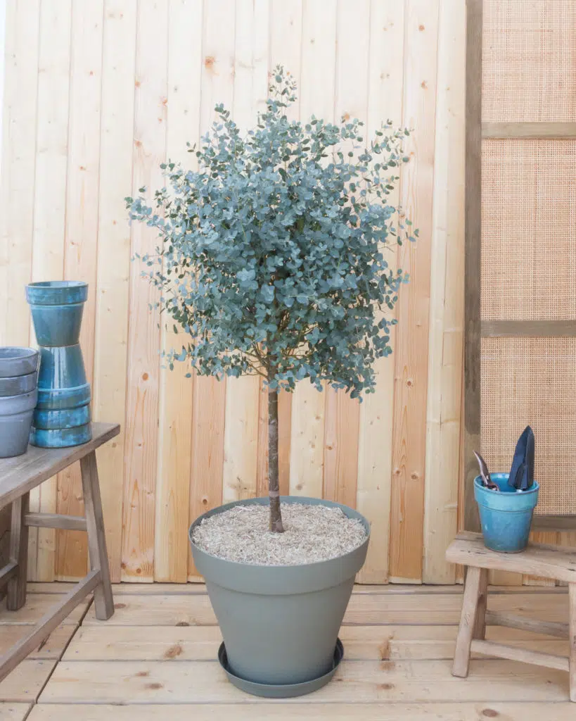 eucalyptus livraison plante bergamotte