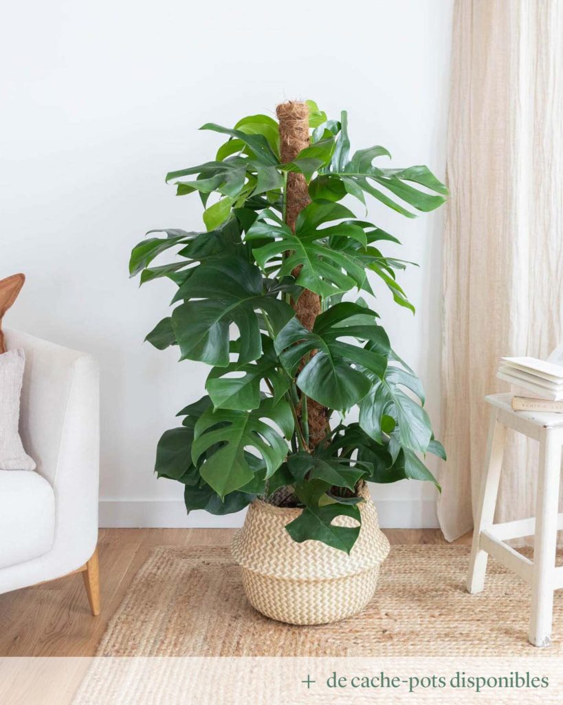 monstera livraison plante bergamotte