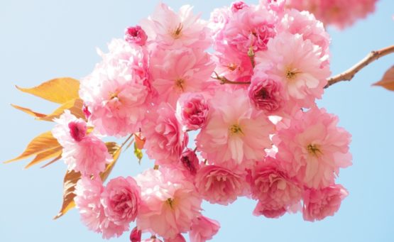 produits beaute fleur cerisier notino