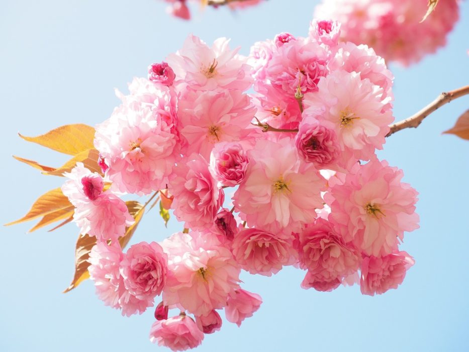 produits beaute fleur cerisier notino