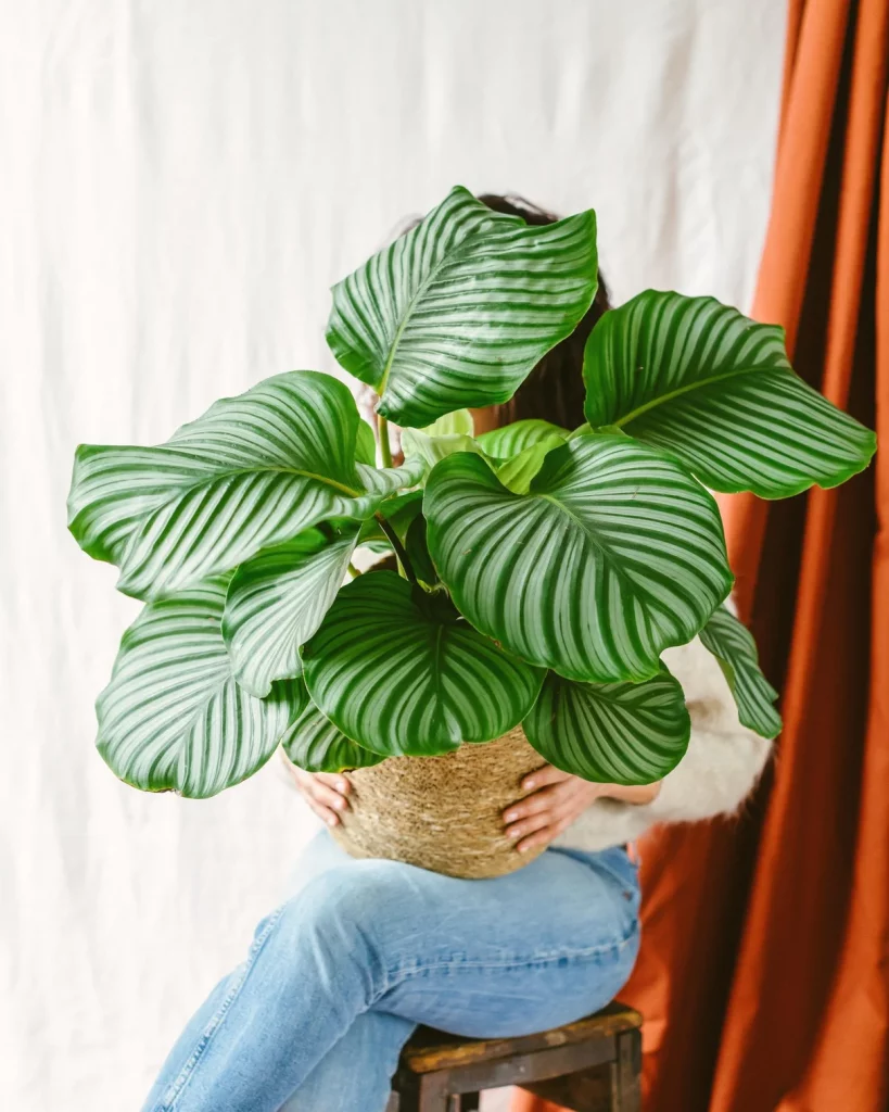 acheter plante calathea orbifolia l