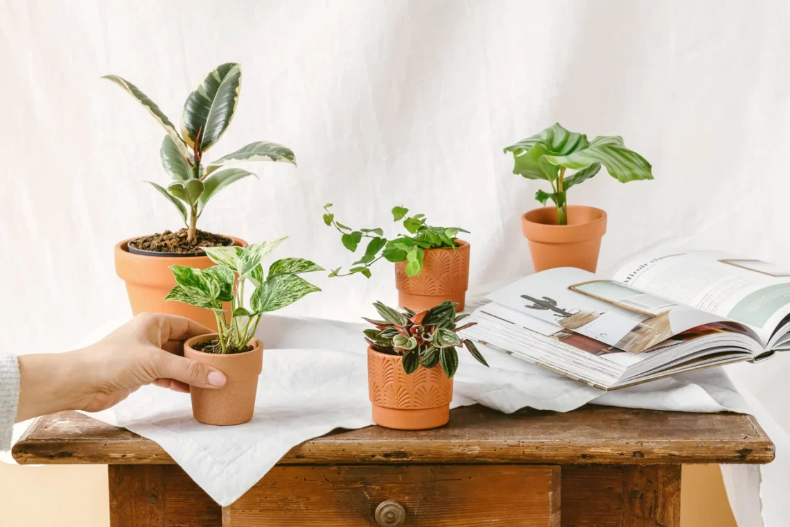 baby plantes boutures plante verte