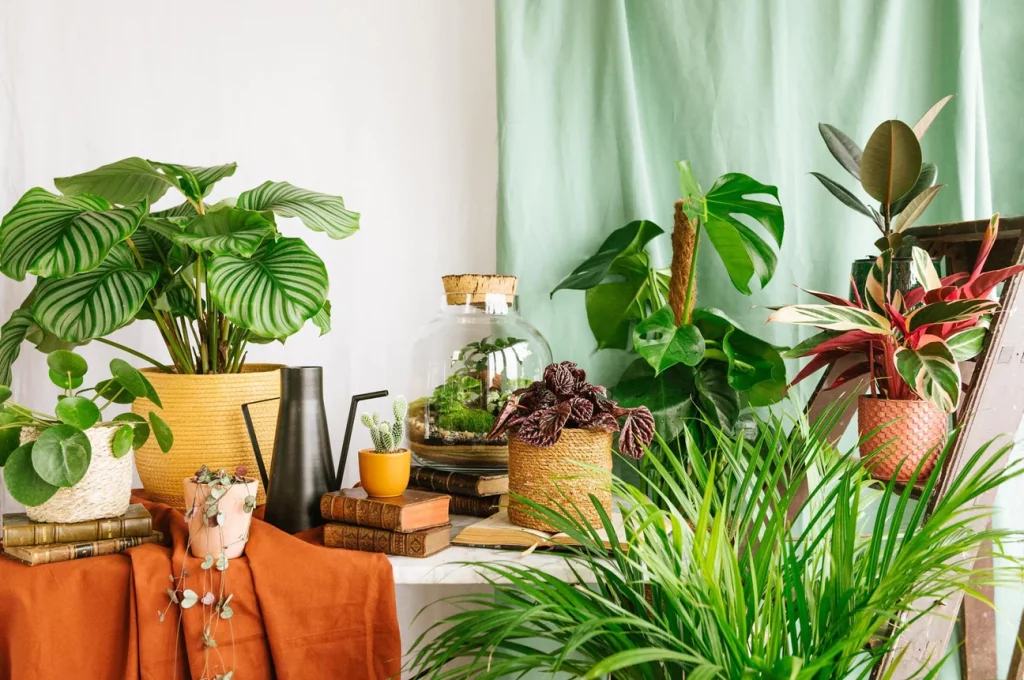 deco plantes vertes interieur