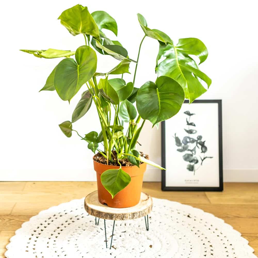 philodendron monstera deliciosa plante verte livraison