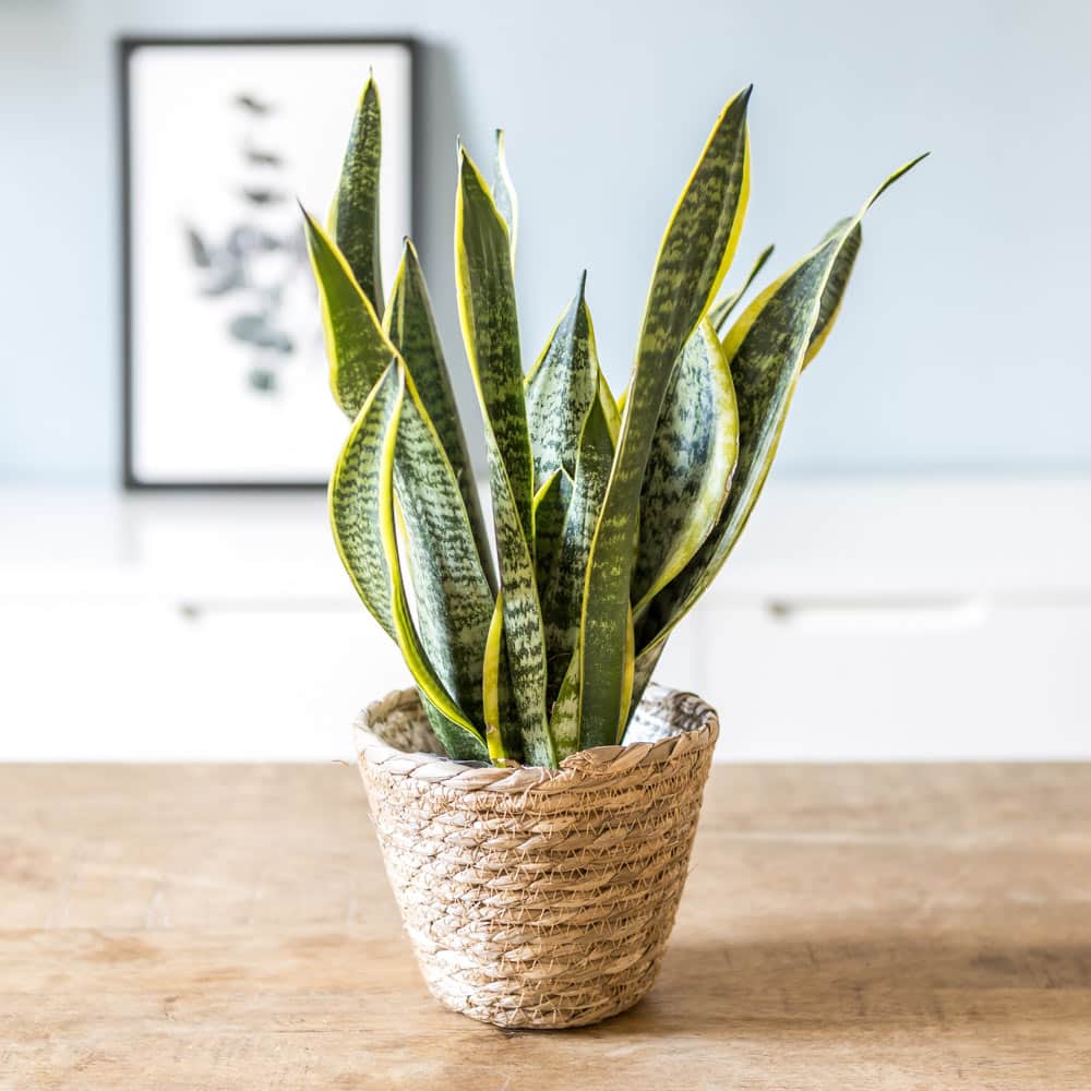 sansevieria plante grasse