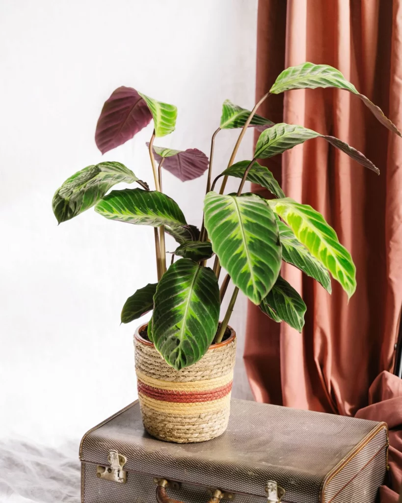 acheter plante calathea warscewiczii h cm