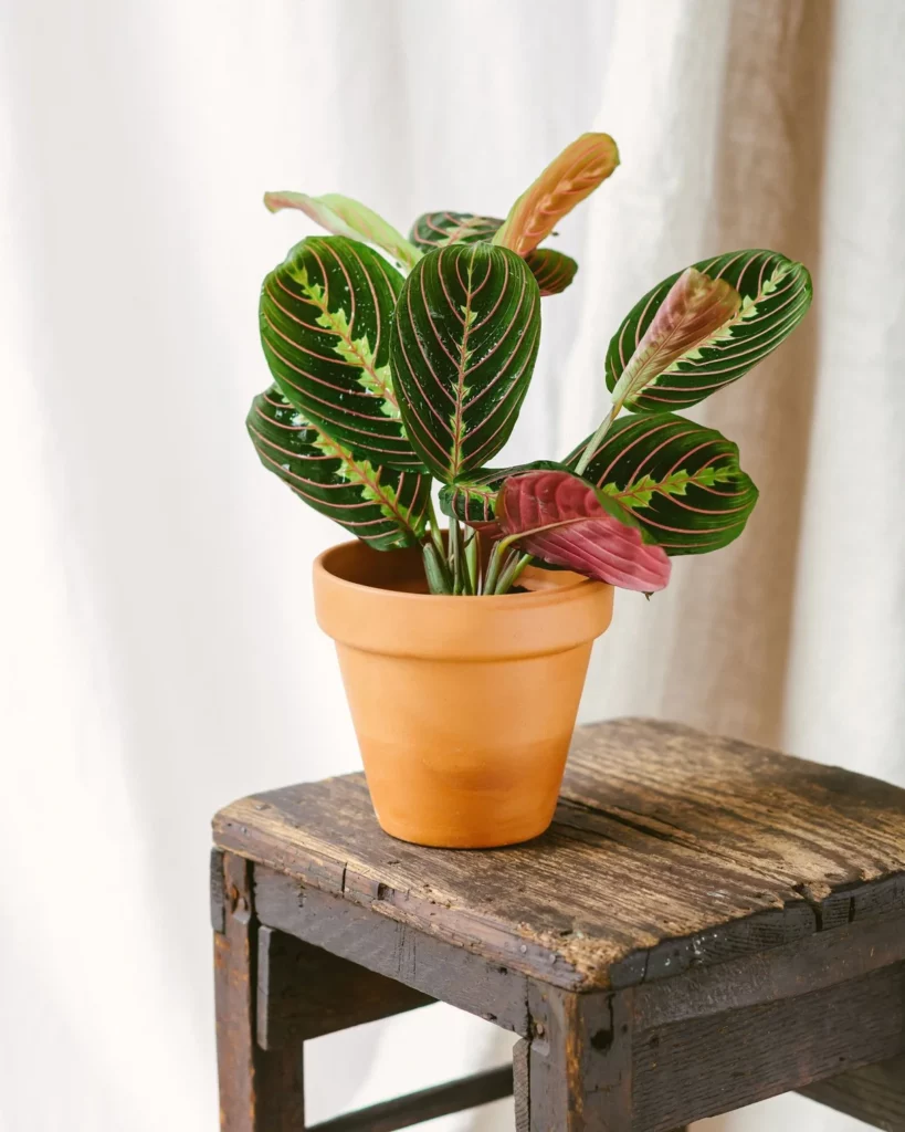 acheter plante maranta fascinator